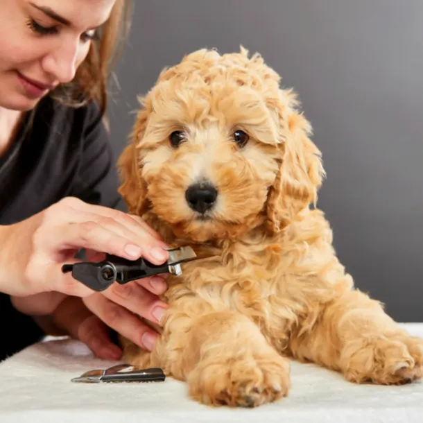 21+ Facts of Full Grown Mini Goldendoodle with Visual Guide & Expert Tips 34 Nail-cutting-mini-goldendoodle