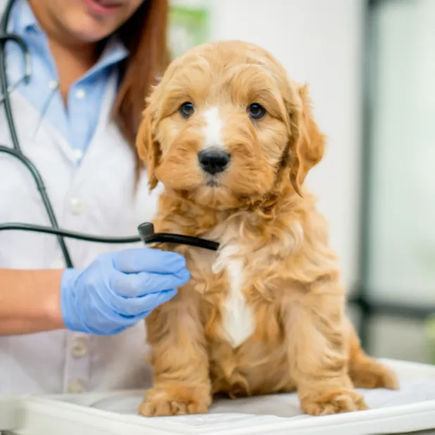 Cheap / Affordable Mini Goldendoodle; Latest Guidelines to Buy Puppy 11 No-Testing-for Health-Mini-Goldendoodle