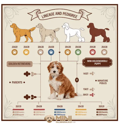 Mini Goldendoodle Price & Cost Guide: What to Expect When Buying a Mini Doodle 20 Pedigree affecting mini goldendoodle minigoldendoodlehub.us- Mini Goldendoodle Hub