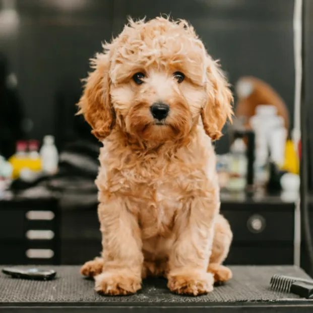 21+ Facts of Full Grown Mini Goldendoodle with Visual Guide & Expert Tips 29 Professional-Grooming-Full-grown-Goldendoodle