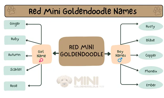 Unique & popular Mini Goldendoodle Names; By Colors & Genders. 7 Red-Mini-Goldendoodle-Names