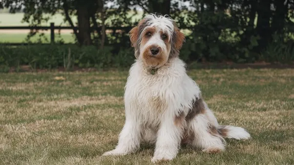 Mini Goldendoodle lifespan Guide, Risks & Life Boosting Tips 5 Senior-Mini-Goldendoodle