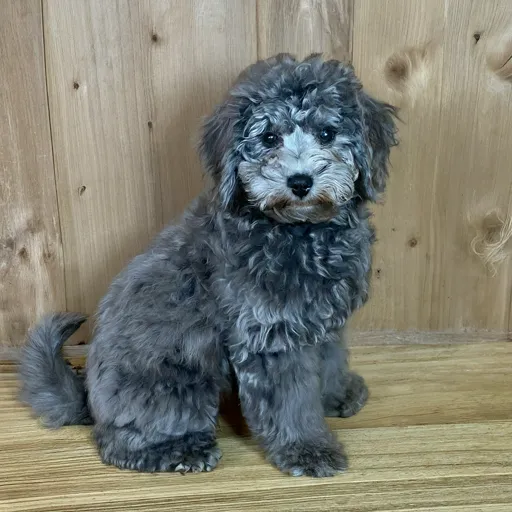 Rare Silver Mini Goldendoodle Latest Guide, Facts & Images 8 Silver-Blue-Mini-Goldendoodle
