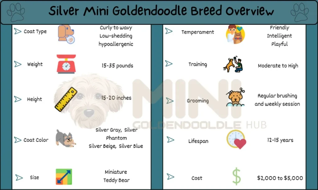 Rare Silver Mini Goldendoodle Latest Guide, Facts & Images 4 Silver-Mini-Goldendoodle-breed-overview