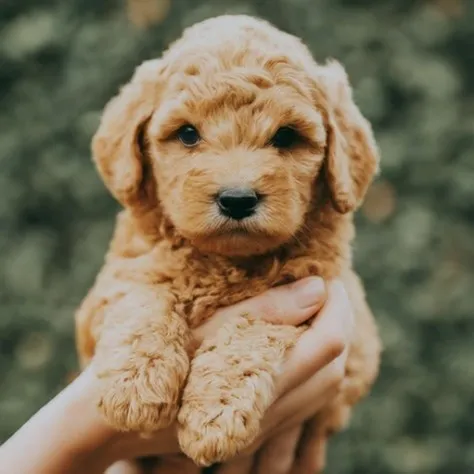 Mini Goldendoodle Price & Cost Guide: What to Expect When Buying a Mini Doodle 12 Teacup Mini Goldendoodle Price minigoldendoodlehub.us- Mini Goldendoodle Hub