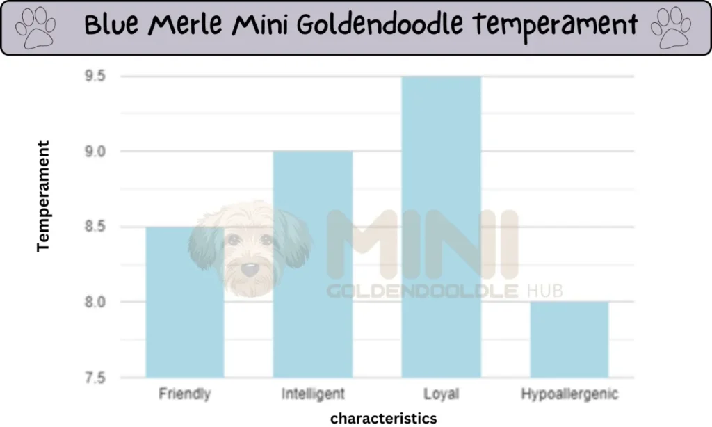 Blue Merle Mini Goldendoodle Rare breed with Latest Facts & Images 4 Temperaments-Blue-Merle-Mini-Goldendoodle