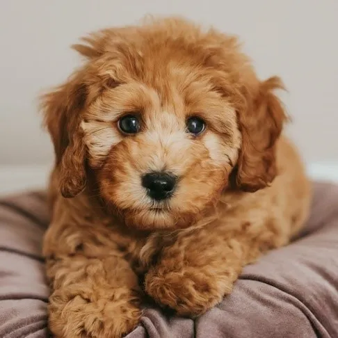 Mini Goldendoodle Price & Cost Guide: What to Expect When Buying a Mini Doodle 10 Toy Mini Goldendoodle Price minigoldendoodlehub.us- Mini Goldendoodle Hub