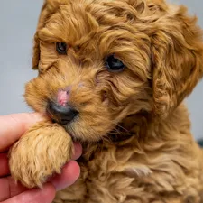 Best Food for Mini Goldendoodles with Feeding charts & Allergies 13 goldendoodle-allergies