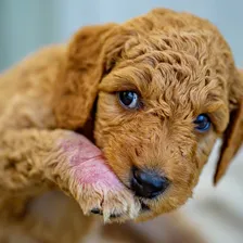 Best Food for Mini Goldendoodles with Feeding charts & Allergies 11 mini-goldendoodle-allergies