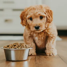 Best Food for Mini Goldendoodles with Feeding charts & Allergies 2 mini-goldendoodle-food