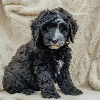Premier Guide Phantom Goldendoodles & Miniature Mysteries with Rare Images 5 Black-Phantom-Goldendoodle