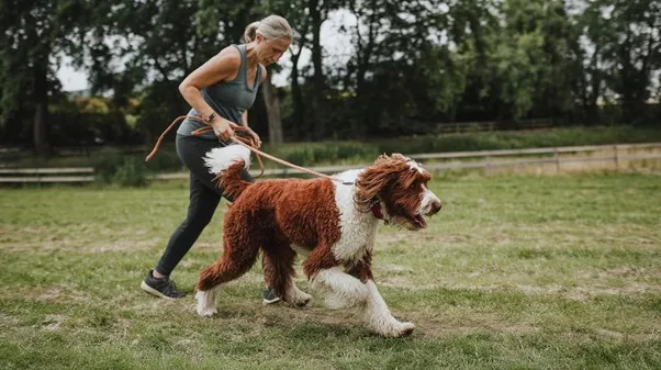Unlock 12 reasons not to own a Goldendoodle: 3 Goldendoodle-Exercise-needs