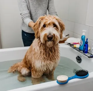 Unlock 12 reasons not to own a Goldendoodle: 2 Goldendoodle-High-maintenance