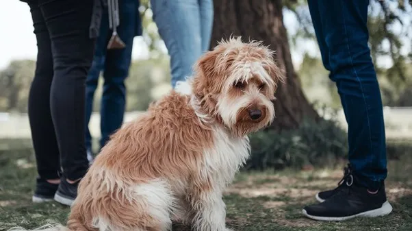 Unlock 12 reasons not to own a Goldendoodle: 4 Goldendoodle-Separation-Anxiety