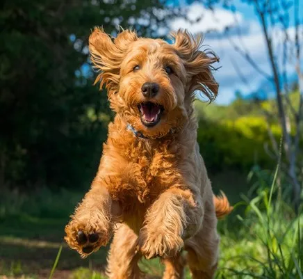 Unlock 12 reasons not to own a Goldendoodle: 10 Goldendoodle-active-minds