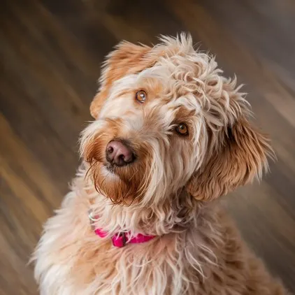Premier Goldendoodle Face Features, Self Haircut Techniques & Styles 5 Goldendoodle-ears