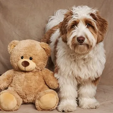 Premier Goldendoodle Face Features, Self Haircut Techniques & Styles 2 Goldendoodle-teddy-bear-face