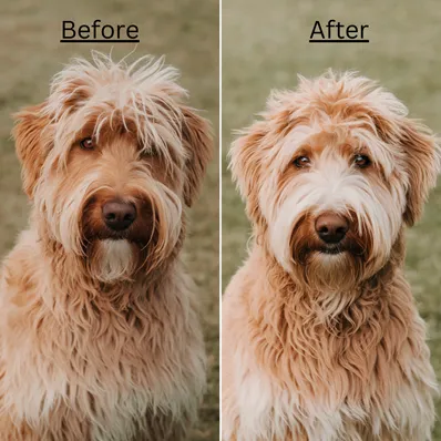 Premier Goldendoodle Face Features, Self Haircut Techniques & Styles 7 trim-goldendoodle-face