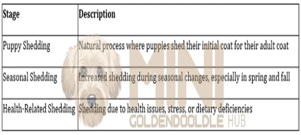 Expert 's Guide for Mini Goldendoodle Shedding Care & Management 11 Goldendoodle-Shedding-stages