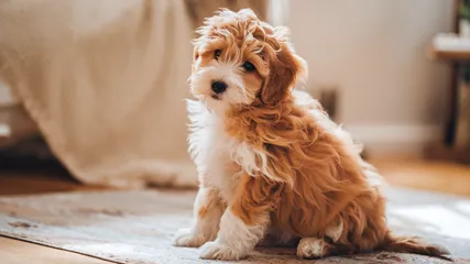 Expert 's Guide for Mini Goldendoodle Shedding Care & Management 16 Mini-Goldendoodel-Wavy-Coats