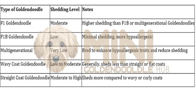 Expert 's Guide for Mini Goldendoodle Shedding Care & Management 5 Goldendoodle-Shedding-Levels