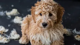 Expert 's Guide for Mini Goldendoodle Shedding Care & Management 6 Why-does-my-Goldendoodle-shed