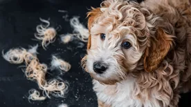 Expert 's Guide for Mini Goldendoodle Shedding Care & Management 7 Why-does-my-mini-Goldendoodle-shed
