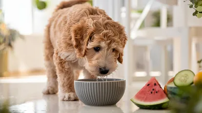 Expert 's Guide for Mini Goldendoodle Shedding Care & Management 23 healthy-Goldendoodle-food